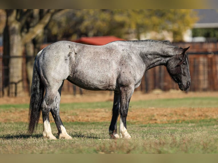 American Quarter Horse Wallach 5 Jahre 160 cm Roan-Blue in Stephenville TX