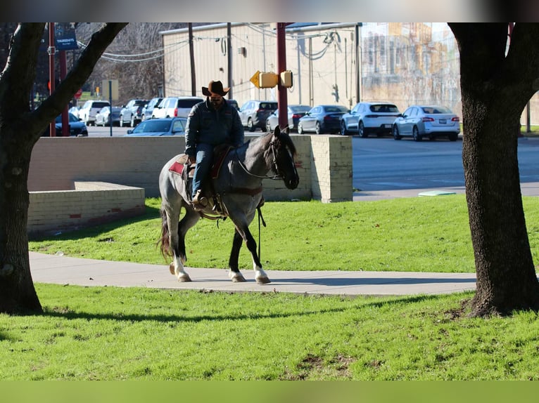 American Quarter Horse Wallach 5 Jahre 160 cm Roan-Blue in Stephenville TX