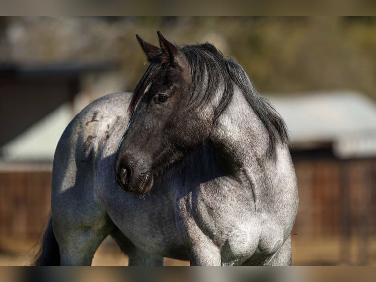 American Quarter Horse Wallach 5 Jahre 160 cm Roan-Blue in Stephenville TX