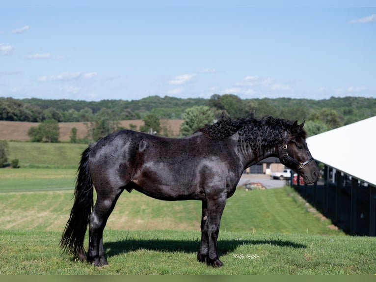 American Quarter Horse Mix Wallach 5 Jahre 160 cm Roan-Blue in Central City, KY