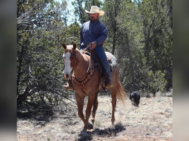 American Quarter Horse Wallach 5 Jahre 160 cm Roan-Red in Overgaard, AZ
