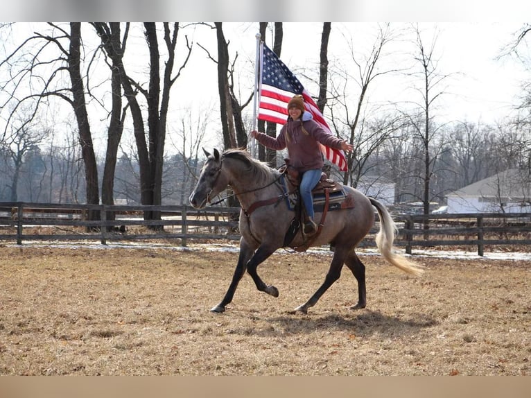 American Quarter Horse Wallach 5 Jahre 160 cm Schimmel in Highland MI