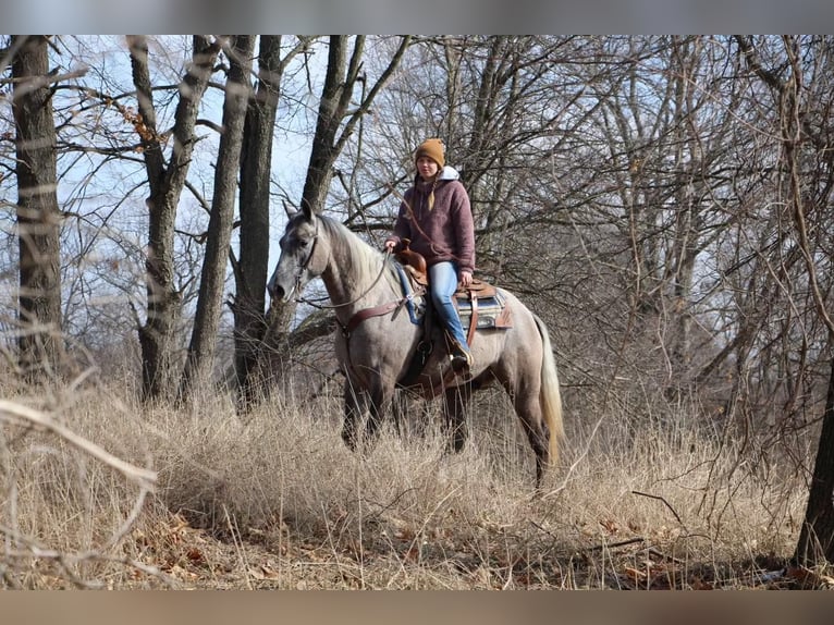 American Quarter Horse Wallach 5 Jahre 160 cm Schimmel in Highland MI