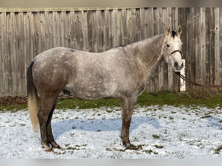 American Quarter Horse Wallach 5 Jahre 162 cm Schimmel in Kirchhain