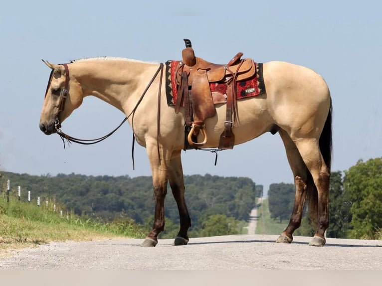 American Quarter Horse Wallach 5 Jahre 163 cm Buckskin in Mount Vernon