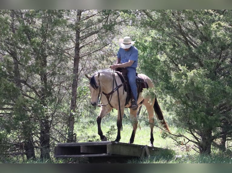American Quarter Horse Wallach 5 Jahre 163 cm Buckskin in Mt Vernon, MO