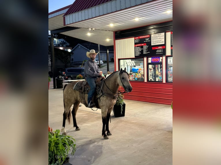 American Quarter Horse Wallach 5 Jahre 163 cm Buckskin in Gerald, MO