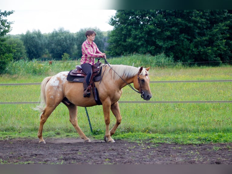American Quarter Horse Mix Wallach 5 Jahre 163 cm Palomino in Fredersdorf-Vogelsdorf