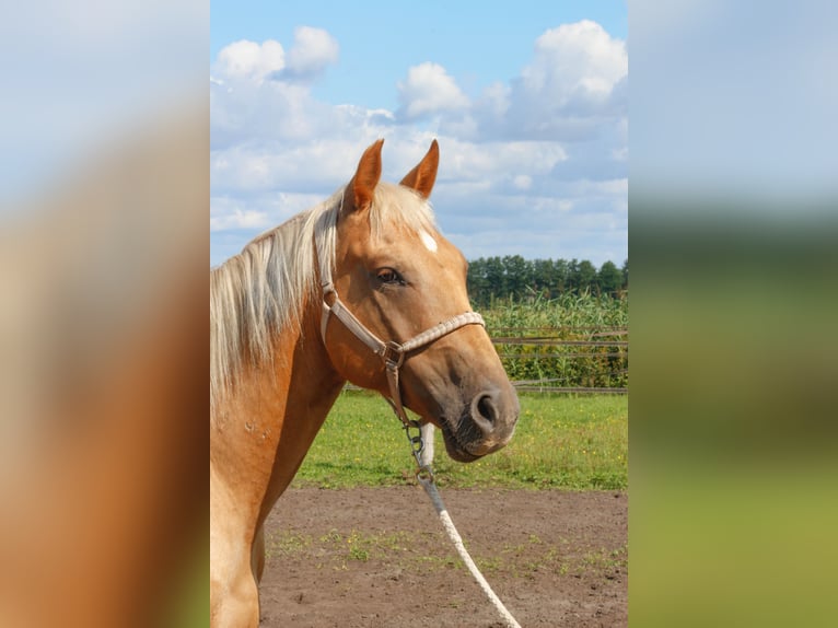 American Quarter Horse Mix Wallach 5 Jahre 163 cm Palomino in Fredersdorf-Vogelsdorf