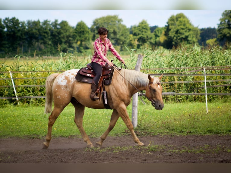 American Quarter Horse Mix Wallach 5 Jahre 163 cm Palomino in Fredersdorf-Vogelsdorf