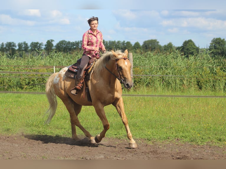 American Quarter Horse Mix Wallach 5 Jahre 163 cm Palomino in Fredersdorf-Vogelsdorf