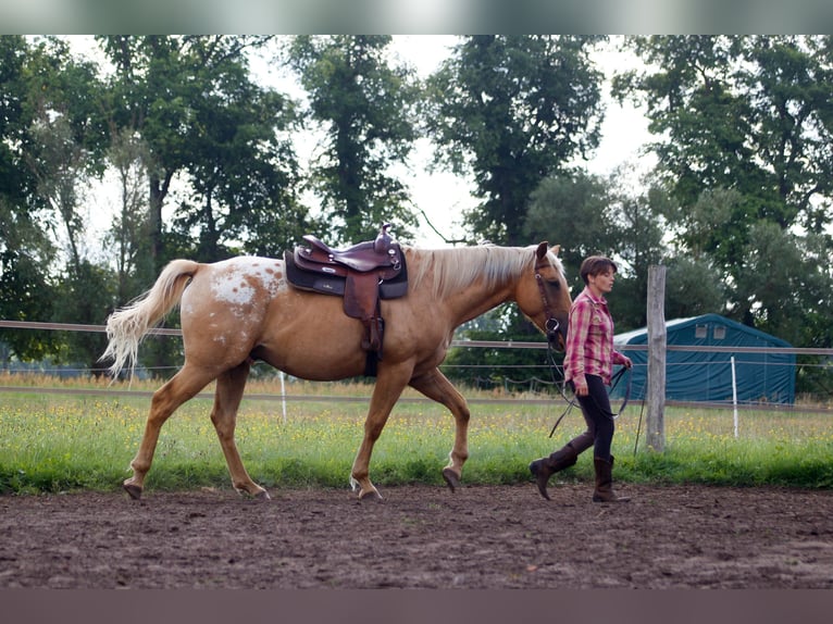 American Quarter Horse Mix Wallach 5 Jahre 163 cm Palomino in Fredersdorf-Vogelsdorf