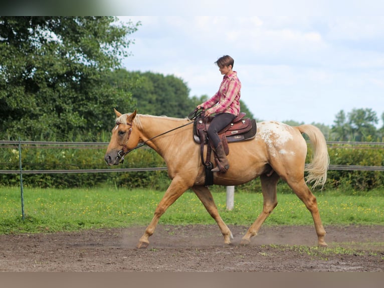 American Quarter Horse Mix Wallach 5 Jahre 163 cm Palomino in Fredersdorf-Vogelsdorf
