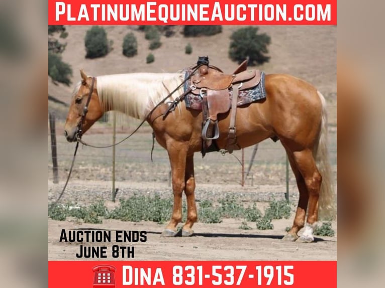 American Quarter Horse Wallach 5 Jahre 163 cm Palomino in Paicines CA