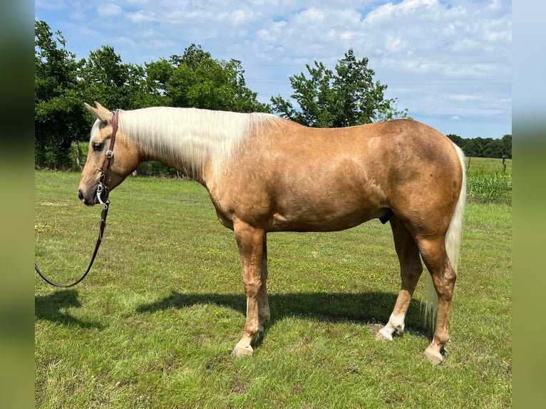 American Quarter Horse Wallach 5 Jahre 163 cm Palomino in Ravenna TX