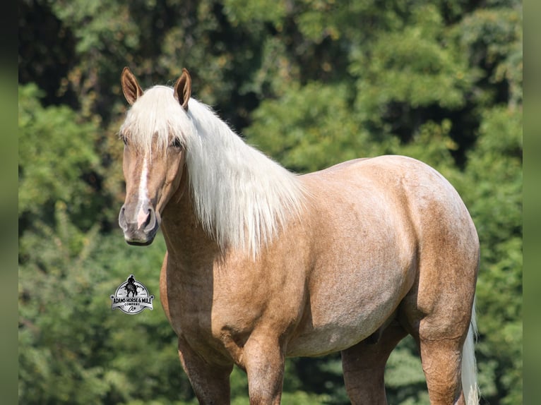American Quarter Horse Wallach 5 Jahre 163 cm Palomino in Mount Vernon