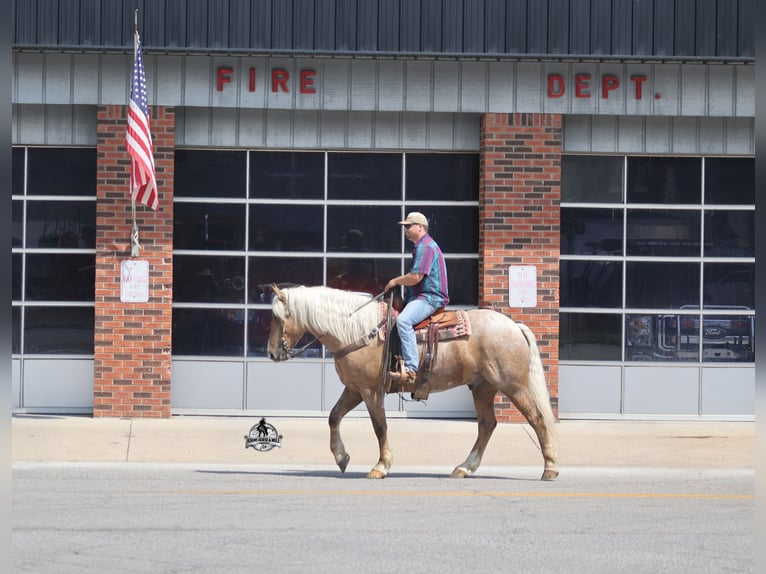 American Quarter Horse Wallach 5 Jahre 163 cm Palomino in Mount Vernon