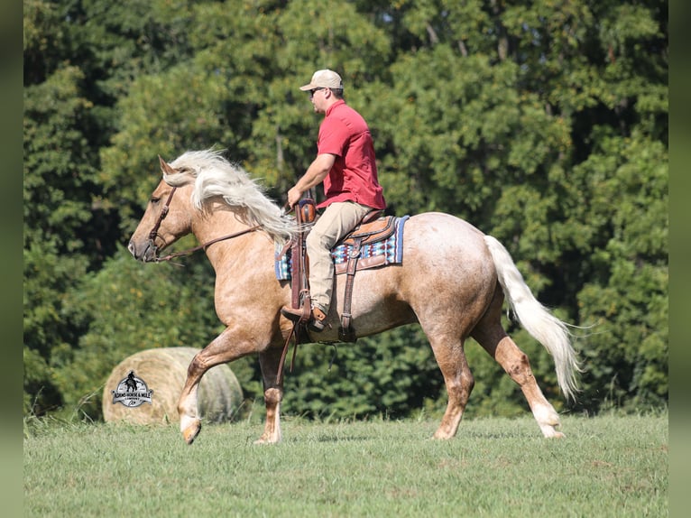 American Quarter Horse Wallach 5 Jahre 163 cm Palomino in Mount Vernon