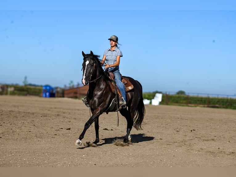 American Quarter Horse Wallach 5 Jahre 163 cm Rappe in Canistota