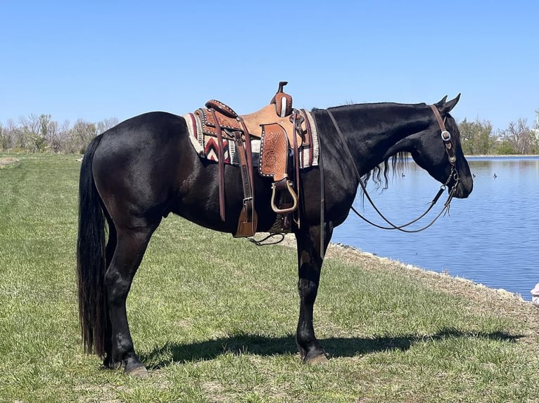 American Quarter Horse Mix Wallach 5 Jahre 163 cm Rappe in Zearing, IA