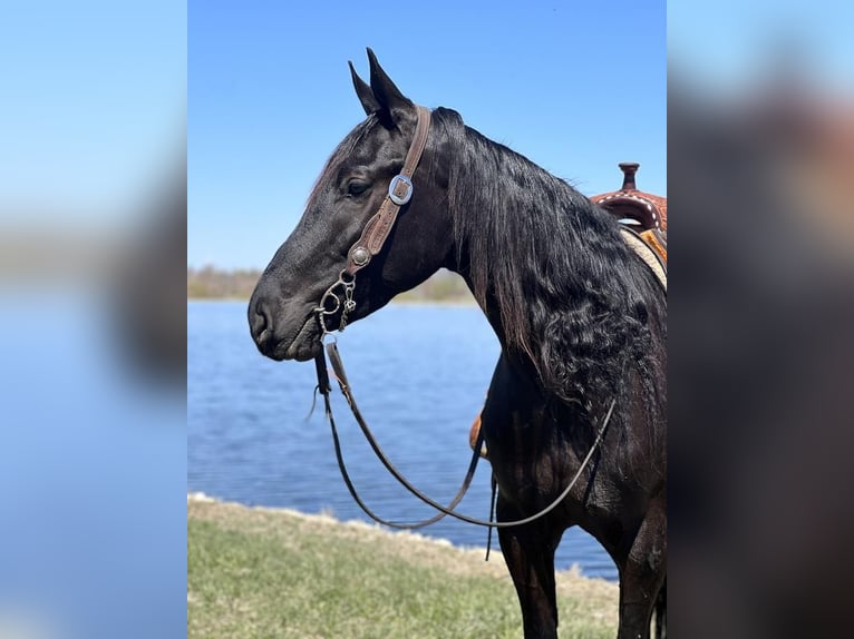 American Quarter Horse Mix Wallach 5 Jahre 163 cm Rappe in Zearing, IA