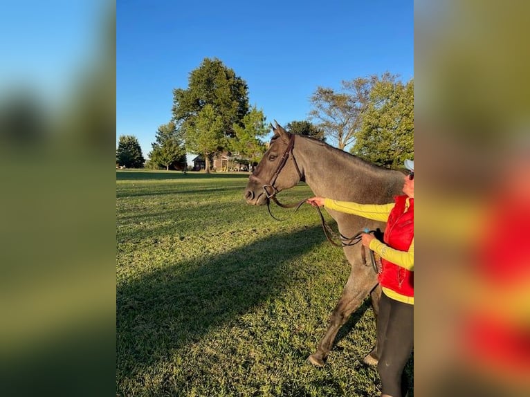 American Quarter Horse Wallach 5 Jahre 163 cm Roan-Blue in Springfield MO