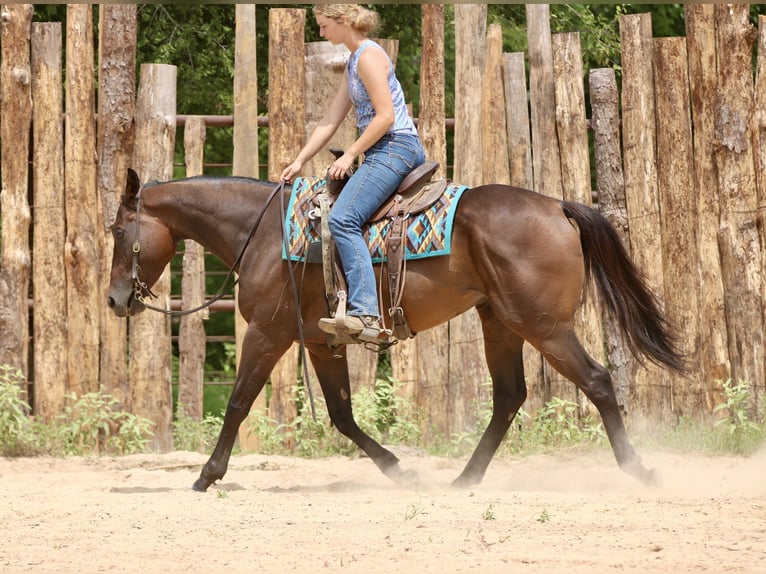 American Quarter Horse Mix Wallach 5 Jahre 163 cm Rotbrauner in Athens, TX