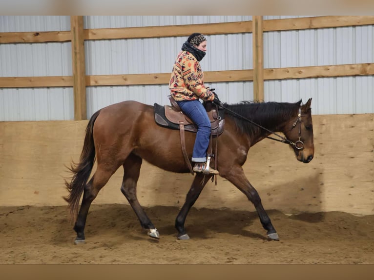 American Quarter Horse Wallach 5 Jahre 163 cm Rotbrauner in HOwell Mi