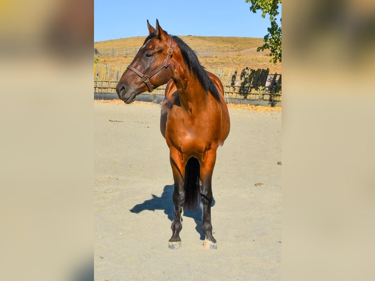 American Quarter Horse Wallach 5 Jahre 163 cm Rotbrauner in NapA Valley, CA