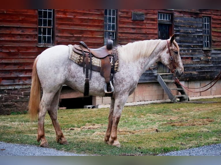American Quarter Horse Wallach 5 Jahre 163 cm Rotfuchs in Everett PA
