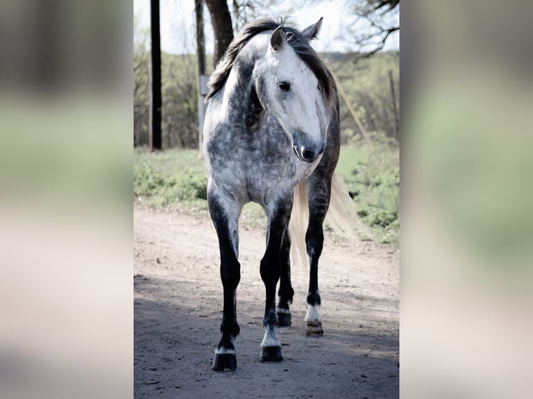 American Quarter Horse Wallach 5 Jahre 163 cm Schimmel in Buckholts