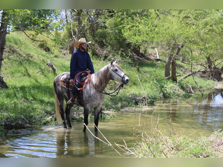 American Quarter Horse Wallach 5 Jahre 163 cm Schimmel in Buckholts