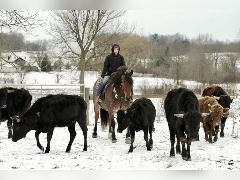 American Quarter Horse Mix Wallach 5 Jahre 163 cm in Fresno