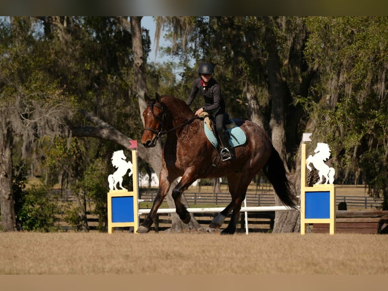 American Quarter Horse Mix Wallach 5 Jahre 163 cm in Fresno