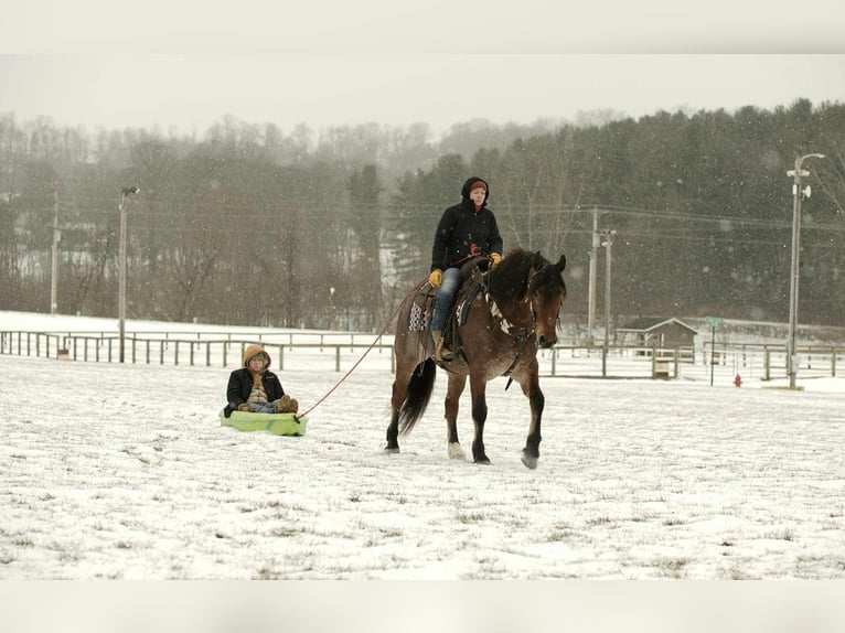 American Quarter Horse Mix Wallach 5 Jahre 163 cm in Fresno