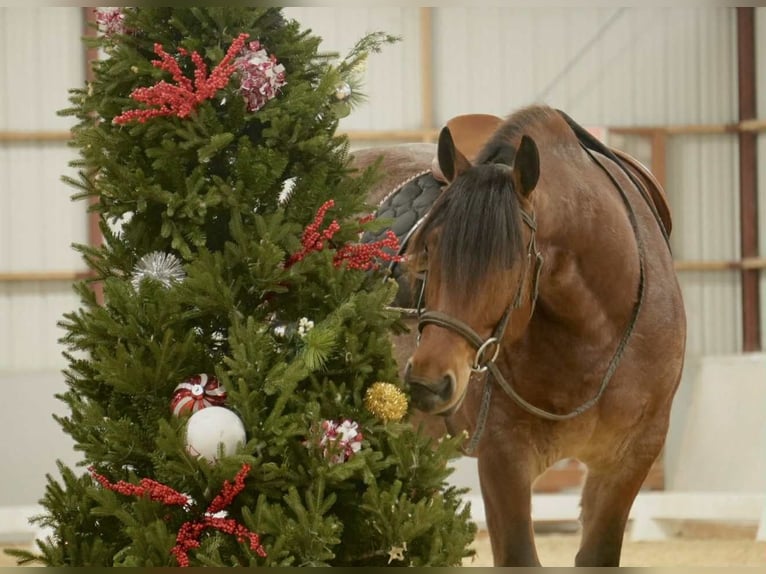 American Quarter Horse Mix Wallach 5 Jahre 163 cm in Fresno