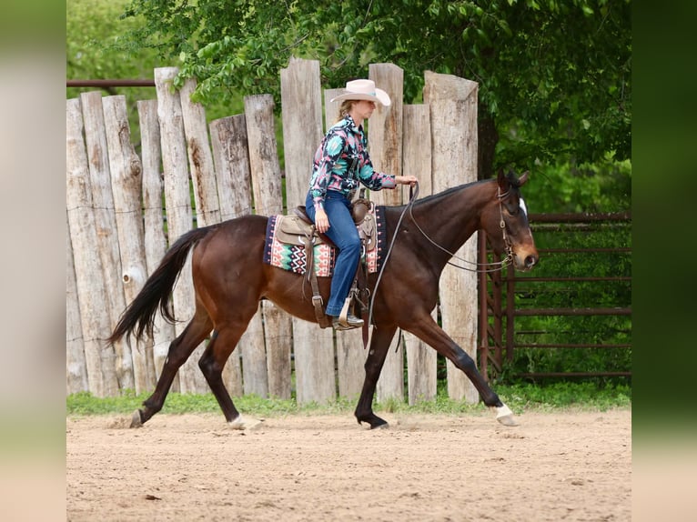 American Quarter Horse Wallach 5 Jahre 163 cm  in Athens