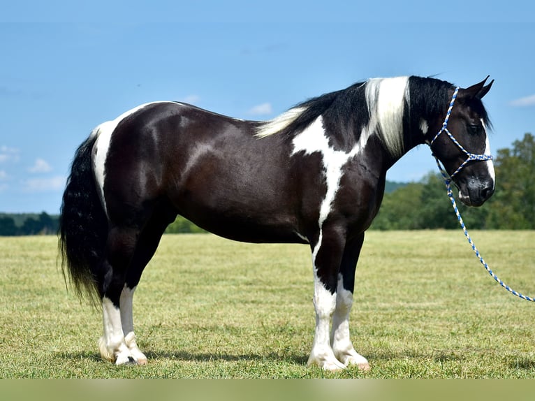 American Quarter Horse Mix Wallach 5 Jahre 163 cm in Crab Orchard, KY