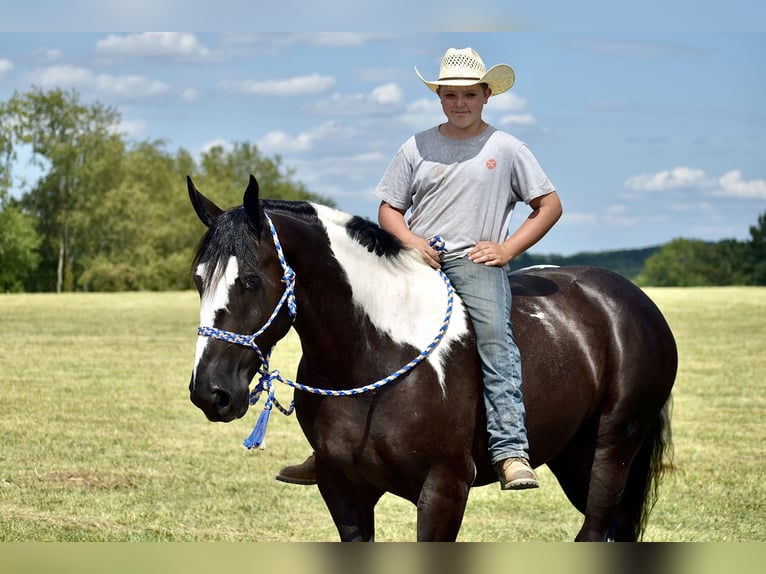 American Quarter Horse Mix Wallach 5 Jahre 163 cm in Crab Orchard, KY