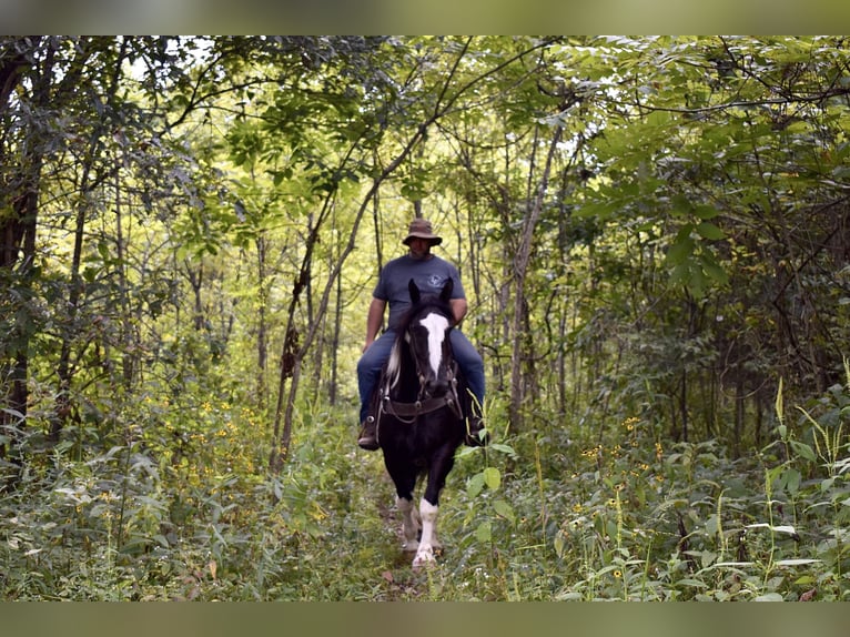 American Quarter Horse Mix Wallach 5 Jahre 163 cm in Crab Orchard, KY