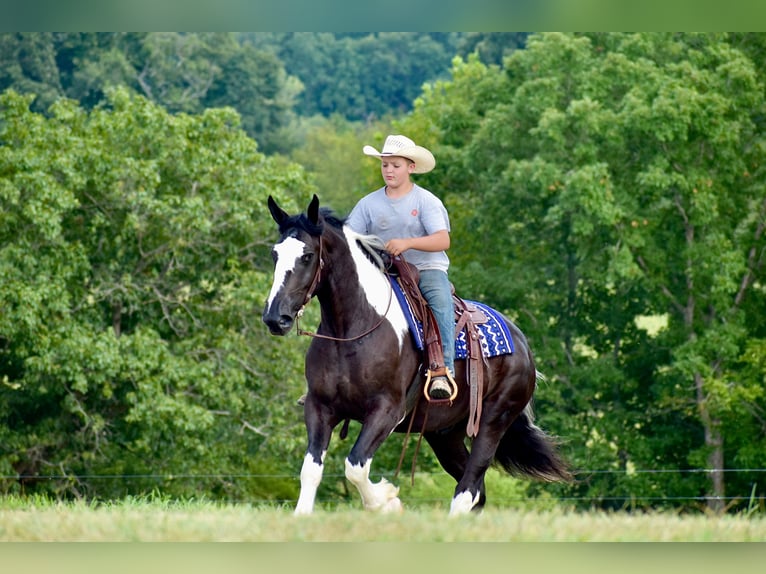 American Quarter Horse Mix Wallach 5 Jahre 163 cm in Crab Orchard, KY