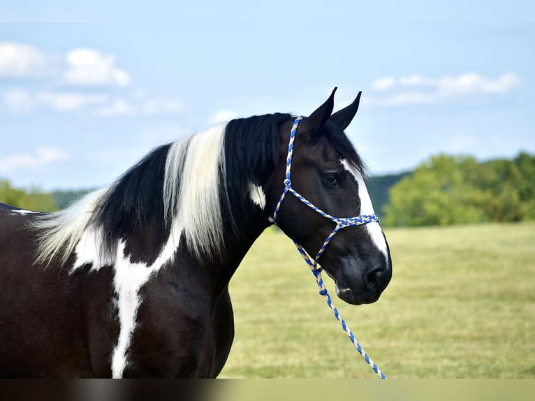 American Quarter Horse Mix Wallach 5 Jahre 163 cm in Crab Orchard, KY