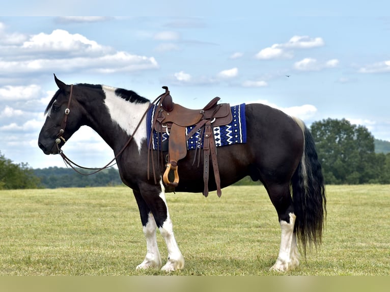 American Quarter Horse Mix Wallach 5 Jahre 163 cm in Crab Orchard, KY