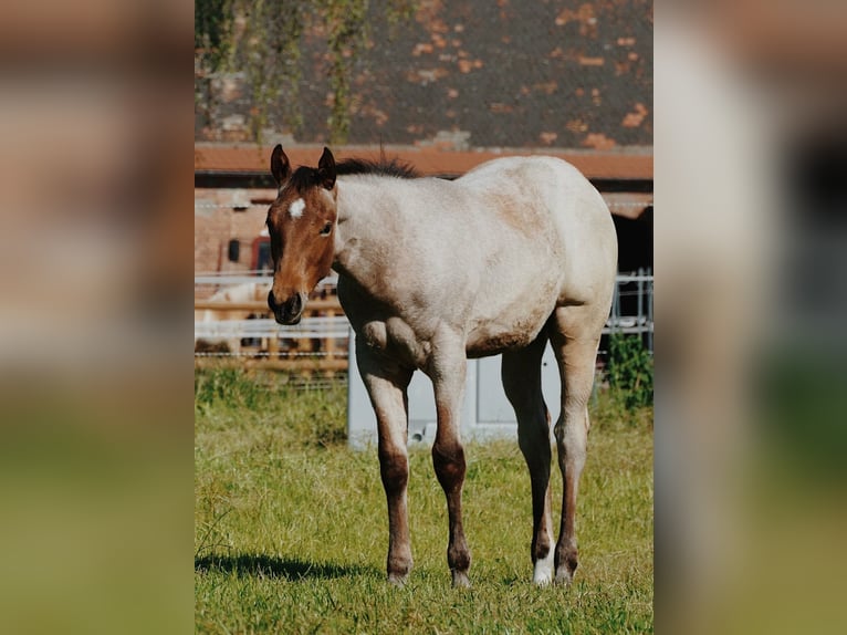 American Quarter Horse Wallach 5 Jahre 164 cm Roan-Bay in B&#xFC;tzow