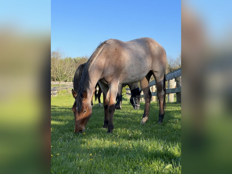 American Quarter Horse Wallach 5 Jahre 164 cm Roan-Bay in B&#xFC;tzow