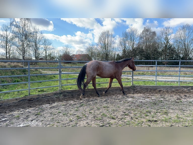American Quarter Horse Wallach 5 Jahre 164 cm Roan-Bay in B&#xFC;tzow