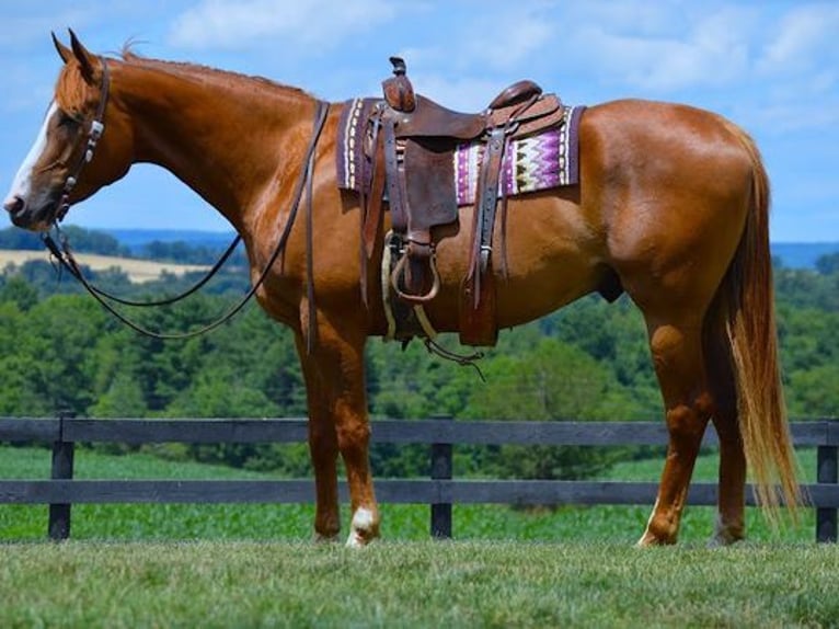 American Quarter Horse Wallach 5 Jahre 165 cm Dunkelfuchs in Fredricksburg, OH