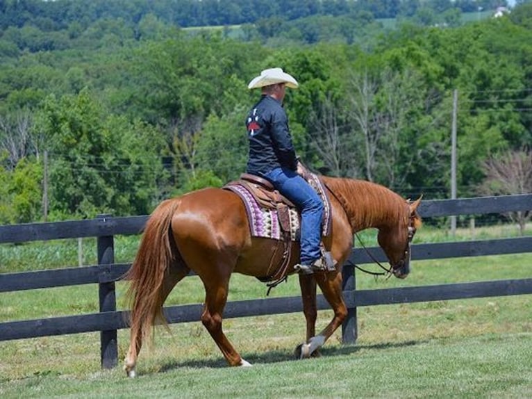 American Quarter Horse Wallach 5 Jahre 165 cm Dunkelfuchs in Fredricksburg, OH