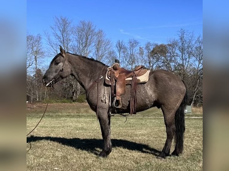 American Quarter Horse Wallach 5 Jahre 165 cm Grullo in Bloomington IN
