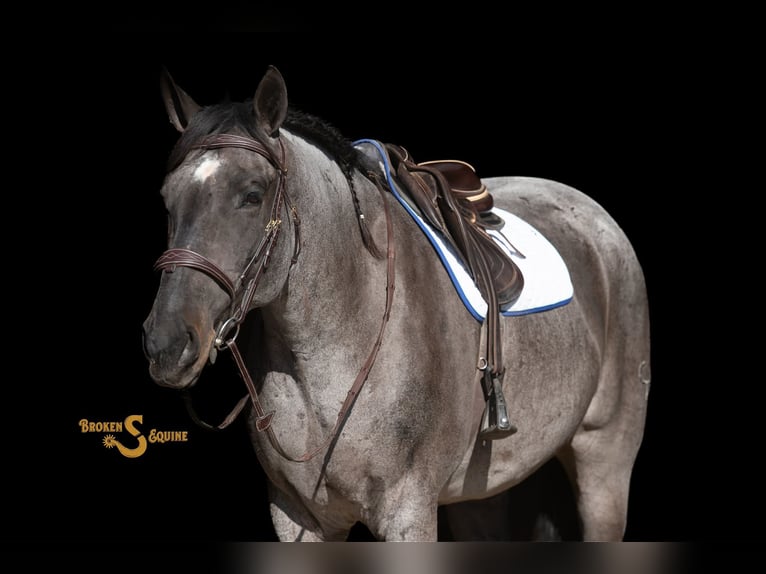 American Quarter Horse Wallach 5 Jahre 165 cm Roan-Blue in Bogard MO